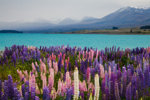 arrowtown-spring-arts-festival